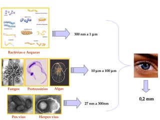300 nm a 1 µm
Bactérias e Arqueas
Fungos Protozoários Algas
10 µm a 100 µm
Pox vius Herpes vius
27 nm a 300nm
0,2 mm0,2 mm
 