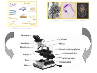 Bactérias e Arqueas
Fungos Protozoários Algas
 