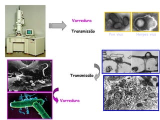 Pox vius Herpes vius
Varredura
Transmissão
Varredura
Transmissão
 