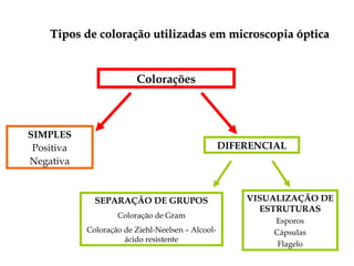 Colorações
SIMPLES
Positiva
Negativa
DIFERENCIAL
SEPARAÇÃO DE GRUPOS
Coloração de Gram
Coloração de Ziehl-Neelsen – Alcool-
ácido resistente
VISUALIZAÇÃO DE
ESTRUTURAS
Esporos
Cápsulas
Flagelo
Tipos de coloração utilizadas em microscopia ópticaTipos de coloração utilizadas em microscopia óptica
 