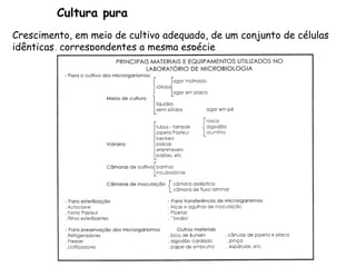 Cultura pura
Crescimento, em meio de cultivo adequado, de um conjunto de células
idênticas, correspondentes a mesma espécie
 