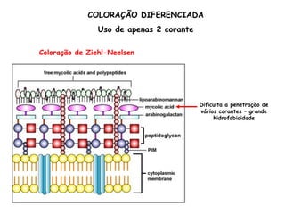 Coloração de Ziehl-Neelsen
Dificulta a penetração de
vários corantes – grande
hidrofobicidade
COLORAÇÃO DIFERENCIADA
Uso de apenas 2 corante
 