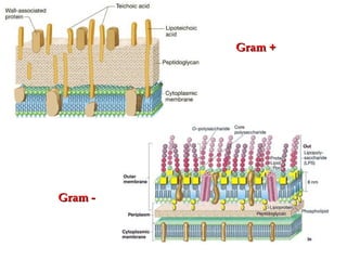 Gram +Gram +
Gram -Gram -
 