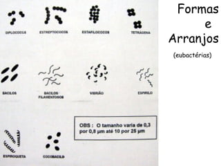 Formas
e
Arranjos
(eubactérias)
 