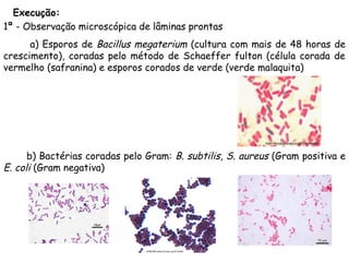 Execução:
1ª - Observação microscópica de lâminas prontas
a) Esporos de Bacillus megaterium (cultura com mais de 48 horas de
crescimento), coradas pelo método de Schaeffer fulton (célula corada de
vermelho (safranina) e esporos corados de verde (verde malaquita)
b) Bactérias coradas pelo Gram: B. subtilis, S. aureus (Gram positiva e
E. coli (Gram negativa)
 