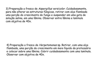 3) Preparação a fresco de Aspergillus versicolor. Cuidadosamente,
para não alterar as estruturas fúngicas, retirar com alça flambada
uma porção do crescimento do fungo e suspender em uma gota de
solução salina, em uma lâmina. Observar entre lâmina e lamínula
com objetiva de 40x.
4) Preparação a fresco de Herpetomonas sp. Retirar, com uma alça
flambada, uma porção do crescimento em meio líquido do protozoário
e colocar sobre uma lâmina. Cobrir cuidadosamente com uma lamínula.
Observar com objetiva de 40x.
 