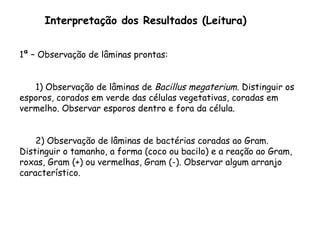 Interpretação dos Resultados (Leitura)
1ª – Observação de lâminas prontas:
1) Observação de lâminas de Bacillus megaterium. Distinguir os
esporos, corados em verde das células vegetativas, coradas em
vermelho. Observar esporos dentro e fora da célula.
2) Observação de lâminas de bactérias coradas ao Gram.
Distinguir o tamanho, a forma (coco ou bacilo) e a reação ao Gram,
roxas, Gram (+) ou vermelhas, Gram (-). Observar algum arranjo
característico.
 