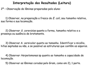 Interpretação dos Resultados (Leitura)
2ª – Observação de lâminas preparadas pelo aluno:
1) Observar, na preparação a fresco de E. coli, seu tamanho relativo,
sua forma e sua locomoção.
2) Observar S. cerevisiae quanto a forma, tamanho relativo e a
presença ou ausência de brotamento.
3) Observar A. versicolor quanto ao tamanho. Identificar o micélio,
hifas septadas ou não, e se possível as estruturas que contêm os esporos.
4) Observar Herpetomonas sp quanto ao tamanho e capacidade de
locomoção.
5) Observar as lâminas coradas pelo Gram, como em 2), 1 parte.
 