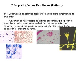 Interpretação dos Resultados (Leitura)
3ª – Observação de colônias desconhecidas de micro-organismos do
ambiente:
- Observar ao microscópio as lâminas preparadas pelo próprio
aluno. De acordo com as características observadas tais como
tamanho, forma, Gram, presença de hifas, etc. Confirmar tratar-se
de bactéria, levedura ou fungo.
 