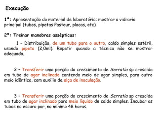Execução
1ª: Apresentação do material de laboratório: mostrar a vidraria
principal (tubos, pipetas Pasteur, placas, etc)
2ª: Treinar manobras assépticas:
1 – Distribuição, de um tubo para o outro, caldo simples estéril,
usando pipeta (2,0ml). Repetir quando a técnica não se mostrar
adequada.
2 – Transferir uma porção do crescimento de Serratia sp crescida
em tubo de agar inclinado contendo meio de agar simples, para outro
meio idêntico, com auxílio de alça de inoculação.
3 – Transferir uma porção do crescimento de Serratia sp crescida
em tubo de agar inclinado para meio líquido de caldo simples. Incubar os
tubos no escuro por, no mínimo 48 horas.
 
