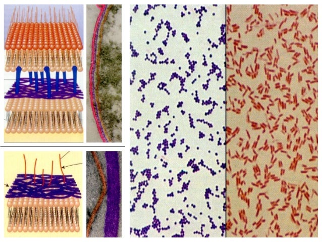 Aulasprticasmicrobiologia adaptado