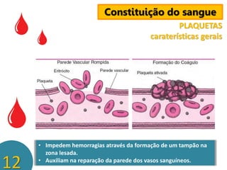 Constituição do sangue
PLAQUETAS
caraterísticas gerais

12

• Impedem hemorragias através da formação de um tampão na
zona lesada.
• Auxiliam na reparação da parede dos vasos sanguíneos.

 