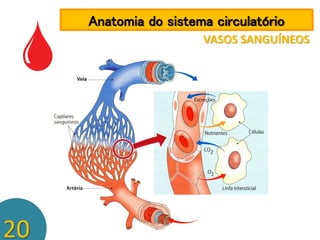 Anatomia do sistema circulatório
VASOS SANGUÍNEOS

20

 