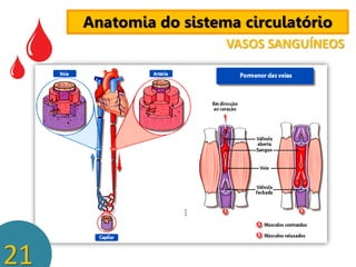 Anatomia do sistema circulatório
VASOS SANGUÍNEOS

21

 