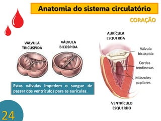 Anatomia do sistema circulatório
CORAÇÃO

VÁLVULA
TRICÚSPIDA

VÁLVULA
BICÚSPIDA

AURÍCULA
ESQUERDA
Válvula
bicúspida
Cordas
tendinosas
Músculos
papilares

Estas válvulas impedem o sangue de
passar dos ventrículos para as aurículas.

24

VENTRÍCULO
ESQUERDO

 