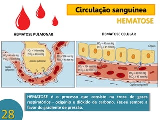 Circulação sanguínea

HEMATOSE
HEMATOSE PULMONAR

28

HEMATOSE CELULAR

HEMATOSE é o processo que consiste na troca de gases
respiratórios - oxigénio e dióxido de carbono. Faz-se sempre a
favor do gradiente de pressão.

 
