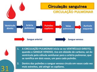 Circulação sanguínea
CIRCULAÇÃO PULMONAR

Artéria
pulmonar

Ventrículo
direito

Sangue arterial

Pulmões
capilares

Veias
pulmonares

Aurícula
esquerda

Sangue venoso

1.

2.

31

A CIRCULAÇÃO PULMONAR inicia-se no VENTRÍCULO DIREITO,
quando o SANGUE VENOSO, rico em dióxido de carbono, sai do
ventrículo pela válvula semilunar para a artéria pulmonar, que
se ramifica em dois vasos, um para cada pulmão.
Dentro dos pulmões o sangue venoso circula em vasos cada vez
mais estreitos, até atingir os capilares.

 