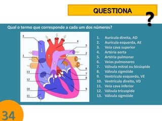 QUESTIONA
Qual o termo que corresponde a cada um dos números?
1.
2.
3.
4.
5.
6.
7.
8.
9.
10.
11.
12.
13.

34

?

Aurícula direita, AD
Aurícula esquerda, AE
Veia cava superior
Artéria aorta
Artéria pulmonar
Veias pulmonares
Válvula mitral ou bicúspide
Válvula sigmóide
Ventrículo esquerdo, VE
Ventrículo direito, VD
Veia cava inferior
Válvula trícuspide
Válvula sigmóide

 