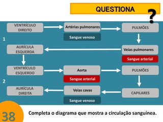 QUESTIONA
VENTRÍCULO
DIREITO

Artérias pulmonares

?

PULMÕES

Sangue venoso

1
AURÍCULA
ESQUERDA

Veias pulmonares
Sangue arterial

VENTRÍCULO
ESQUERDO

Aorta

PULMÕES

Sangue arterial

2
AURÍCULA
DIREITA

Veias cavas

CAPILARES

Sangue venoso

38

Completa o diagrama que mostra a circulação sanguínea.

 