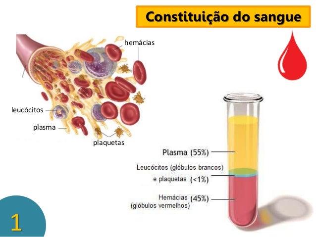 Aulas sistema cardiovascular_1