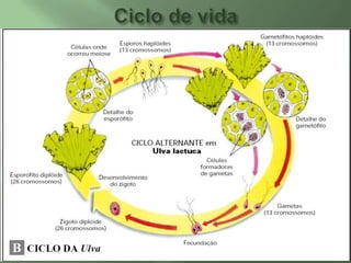 Ciclo de vida
