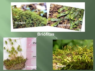 musgoshepáticasBriófitasmusgosmusgos