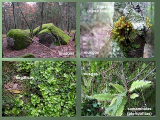 líquens(algas e fungos)musgosmusgosmusgoshepáticassamambaias(pteridófitas)