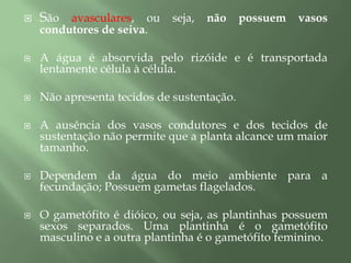 São pequenas e vivem em ambientes úmidos.