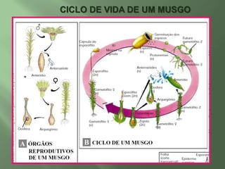 Apresentam rizóides, caulóides e filóides que são estruturas semelhantes à raiz, caule e folha ,respectivamente.