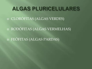 ALGAS PLURICELULARESCLORÓFITAS (ALGAS VERDES)RODÓFITAS (ALGAS VERMELHAS)FEÓFITAS (ALGAS PARDAS)