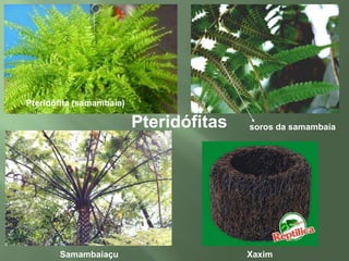 A água é absorvida pelo rizóide e é transportada lentamente célula à célula.