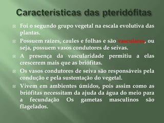 A ausência dos vasos condutores e dos tecidos de sustentação não permite que a planta alcance um maior tamanho.