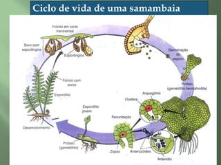 Dependem da água do meio ambiente para a fecundação; Possuem gametas flagelados. 