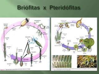 O gametófito é dióico, ou seja, as plantinhas possuem sexos separados. Uma plantinha é o gametófito  masculino e a outra plantinha é o gametófito feminino.Esporófito(2n)Gametófito(n)Estrutura de um Musgo