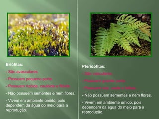 CICLO DE VIDA DE UM MUSGO