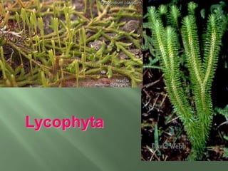 soros da avencaAvenca (pteridófita)Pteridófitas