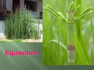 Características das pteridófitasFoi o segundo grupo vegetal na escala evolutiva das plantas.Possuem raízes, caules e folhas e são vasculares, ou seja, possuem vasos condutores de seivas.A presença da vascularidade permitiu a elas crescerem mais que as briófitas.Os vasos condutores de seiva são responsáveis pela condução e pela sustentação do vegetal.Vivem em ambientes úmidos, pois assim como as briófitas necessitam da ajuda da água do meio para a fecundação Os gametas masculinos são flagelados.