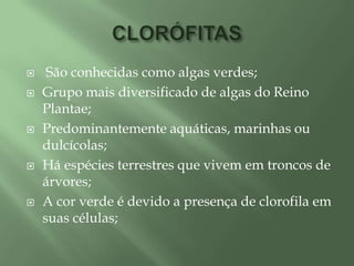 CLORÓFITAS São conhecidas como algas verdes;Grupo mais diversificado de algas do Reino Plantae;Predominantemente aquáticas, marinhas ou dulcícolas;Há espécies terrestres que vivem em troncos de árvores;A cor verde é devido a presença de clorofila em suas células;