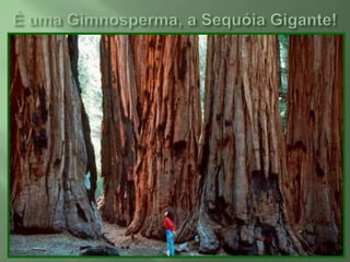  Não possuem sementes e nem flores.