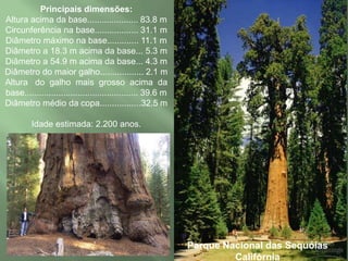  Vivem em ambiente úmido, pois dependem da água do meio para a reprodução.Samambaias26