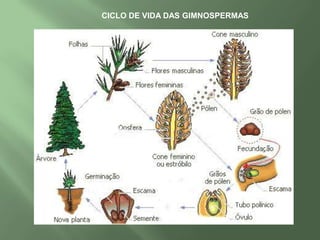 Principais dimensões:Altura acima da base..................... 83.8 m Circunferência na base.................. 31.1 m Diâmetro máximo na base............. 11.1 m Diâmetro a 18.3 m acima da base... 5.3 mDiâmetro a 54.9 m acima da base... 4.3 mDiâmetro do maior galho.................. 2.1 m Altura   do  galho  mais  grosso  acima  da base............................................... 39.6 mDiâmetro médio da copa.................32.5 mIdade estimada: 2.200 anos. Parque Nacional das SequóiasCalifórnia