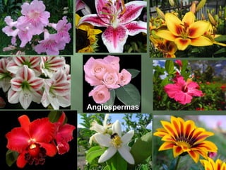 Gimnospermaspinha fecundadaPinha ou estróbilo ou “flor”Pinheiro do ParanáPinha maduraPinha imaturasemente oupinhãosementeEstróbilo masculino