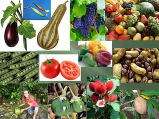 cycascycasciprestesGimnospermasPinus