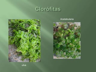 ClorófitasAcetabulariaulva
