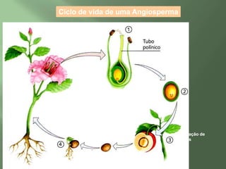 Quais são as principais características das gimnospermas?São plantas vasculares, sendo a maioria árvores de grande porte.Possuem raiz, caule, folhas, estróbilos e sementes.O estróbilo é como se fosse uma flor rudimentar, sem pétalas e sem ovário, portanto não há a formação de frutos.Os gametas são produzidos nos estróbilos.O gameta masculino não é flagelado. É transportado dentro do grão de pólen.Os estróbilos não possuem elementos de atração para os polinizadores, por isso são polinizadas pelo vento.Foram as primeiras plantas a conquistarem definitivamente o ambiente terrestre, pois não dependem mais da água do ambiente para a fecundação.Seu embrião fica protegido na semente, uma estrutura que possui reservas nutritivas e uma proteção contra a desidratação.