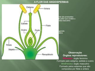 CICLO DE VIDA DE UM PINHEIRO