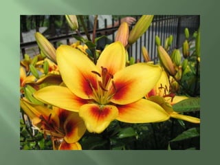 Estróbilo femininopinhão