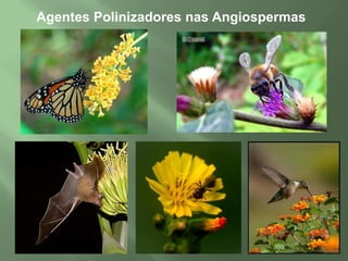 Angiospermas