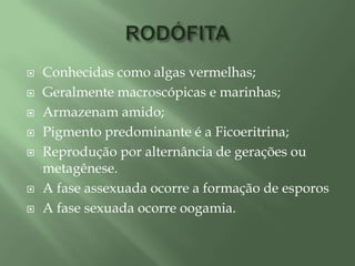 RODÓFITAConhecidas como algas vermelhas;Geralmente macroscópicas e marinhas;Armazenam amido;Pigmento predominante é a Ficoeritrina;Reprodução por alternância de gerações ou metagênese.A fase assexuada ocorre a formação de esporosA fase sexuada ocorre oogamia.
