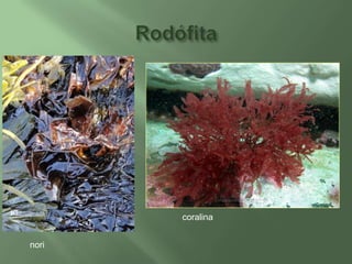 Rodófitacoralinanori